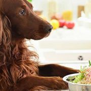 Make Healthy Food For Pregnant Pets At Home