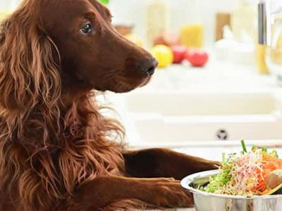 Make Healthy Food For Pregnant Pets At Home