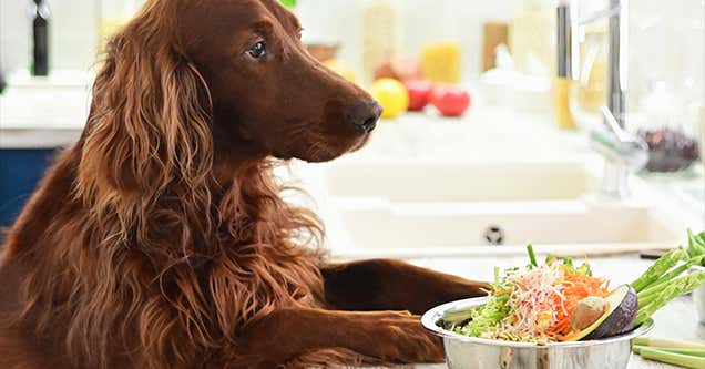 Make Healthy Food For Pregnant Pets At Home