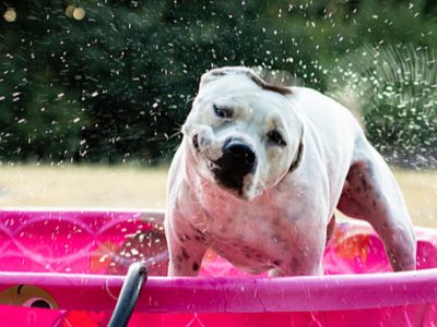 Tips To Take Care of Your Pet In Hot Weather