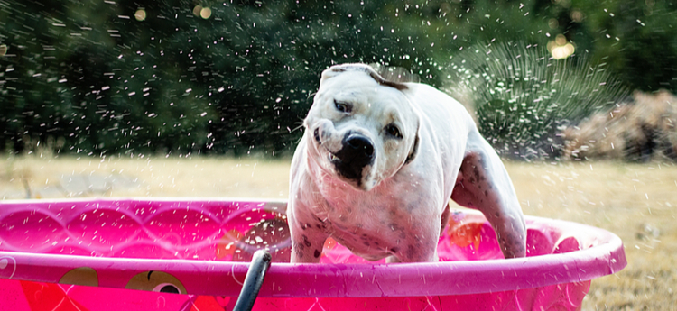 Tips To Take Care of Your Pet In Hot Weather