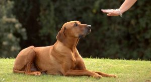 Top Most Natural Pet Care Tips and Suggestions