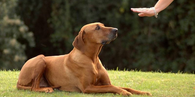 Top Most Natural Pet Care Tips and Suggestions