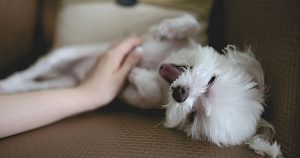 Best Tips For Pet Care When You're On Vacation
