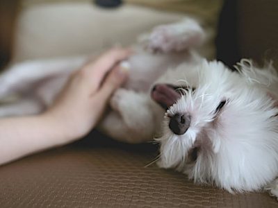 Best Tips For Pet Care When You're On Vacation