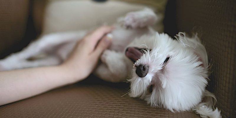 Best Tips For Pet Care When You're On Vacation