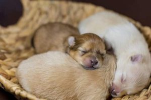 Why Care Of The Newborn Animal At Birth Is Important?