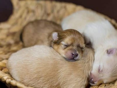 Why Care Of The Newborn Animal At Birth Is Important?