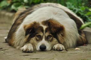 dog lose weight